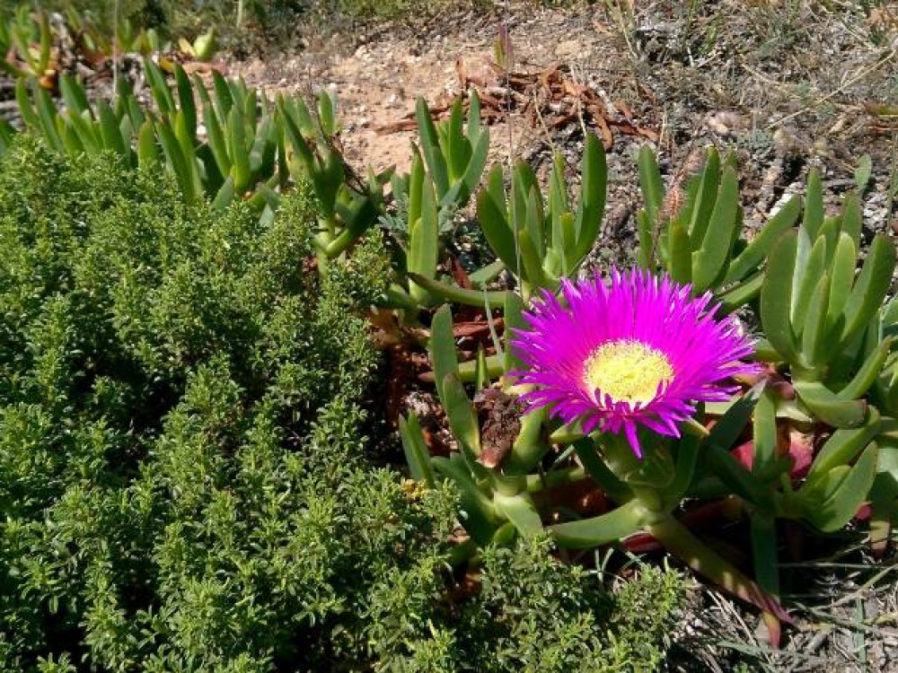 Le printemps en Algarve