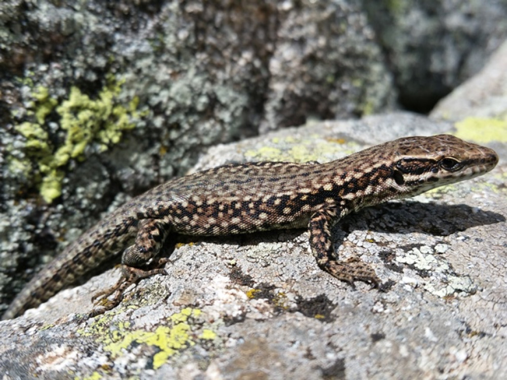 Reptile