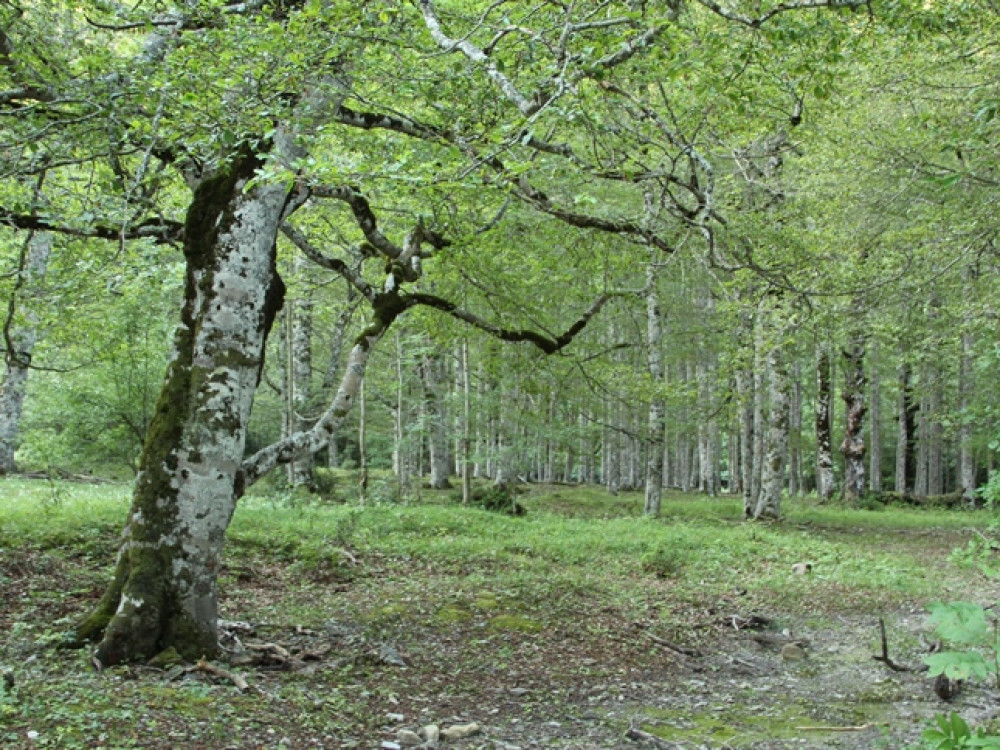 Vallée d'Ordesa