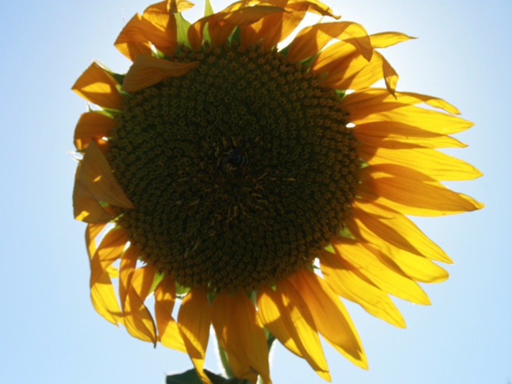 Tournesol