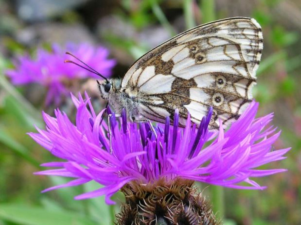 Faune et flore alpine