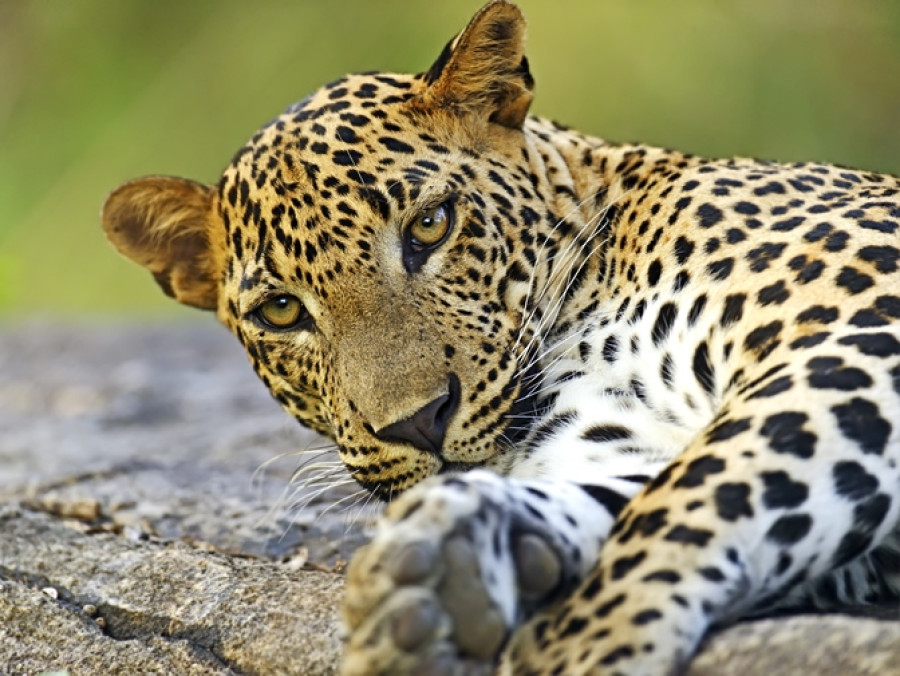 Les plus belles régions du Sri Lanka