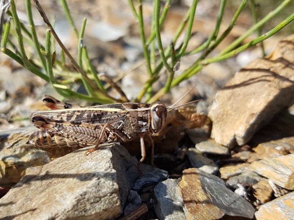 Criquet dans les Cévennes