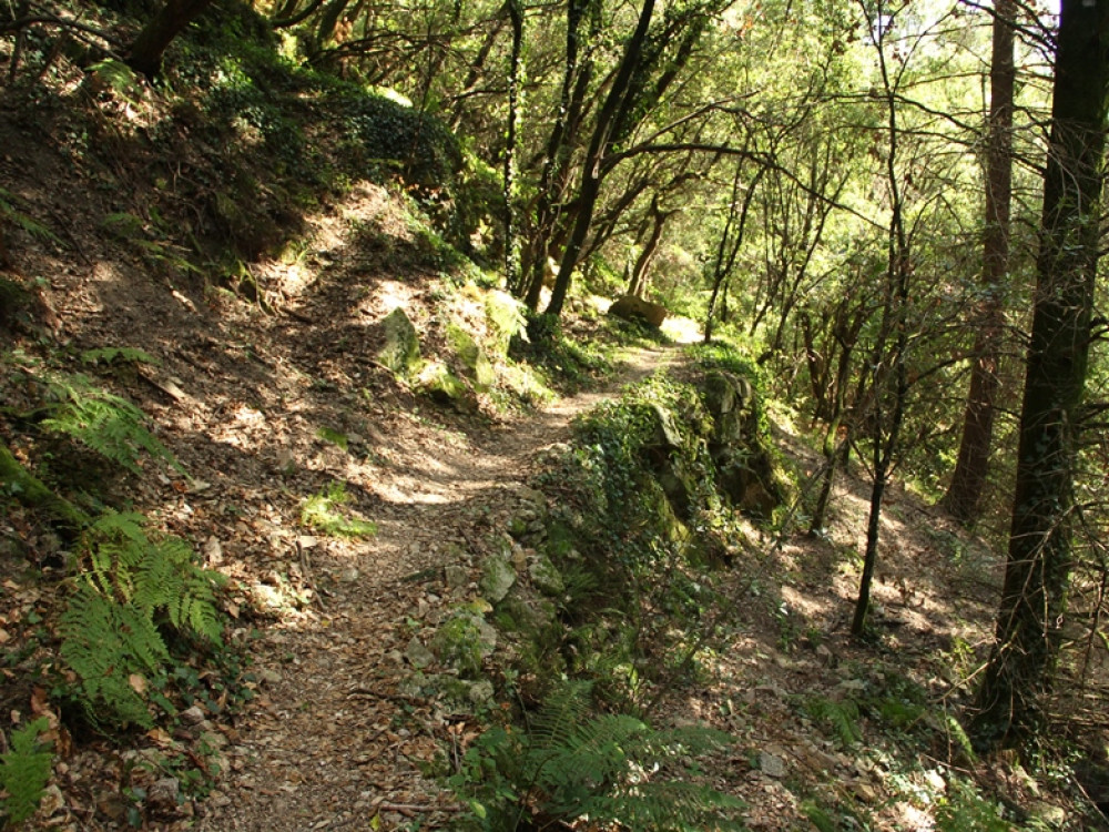 Forêt des Cévennes