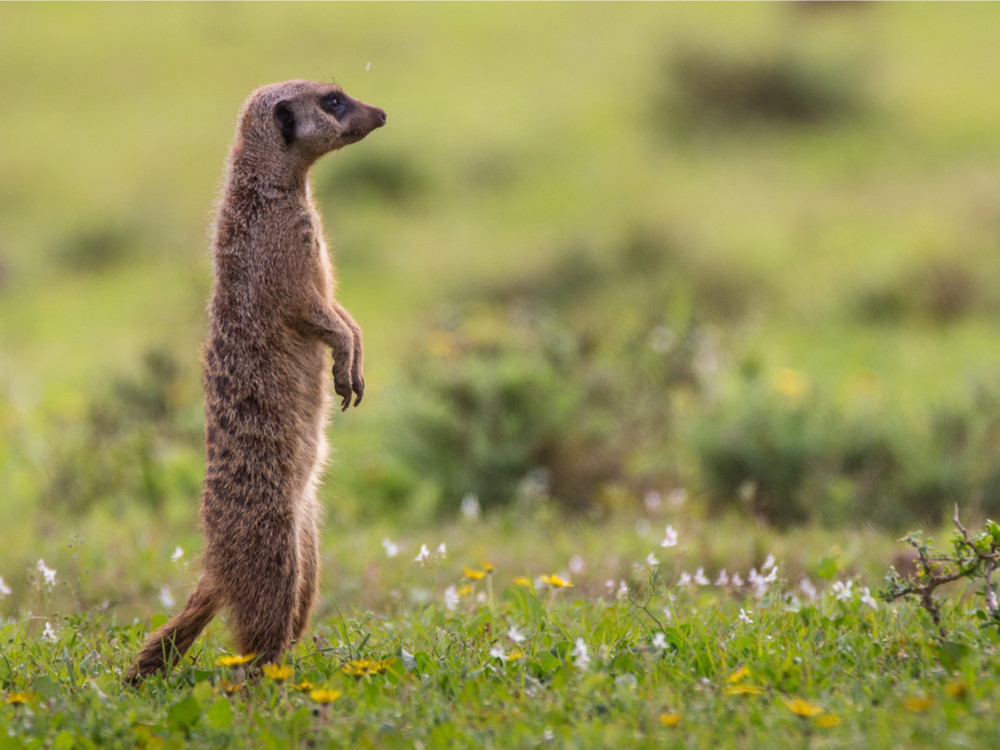 Suricate au parc national des éléphants d'Addo