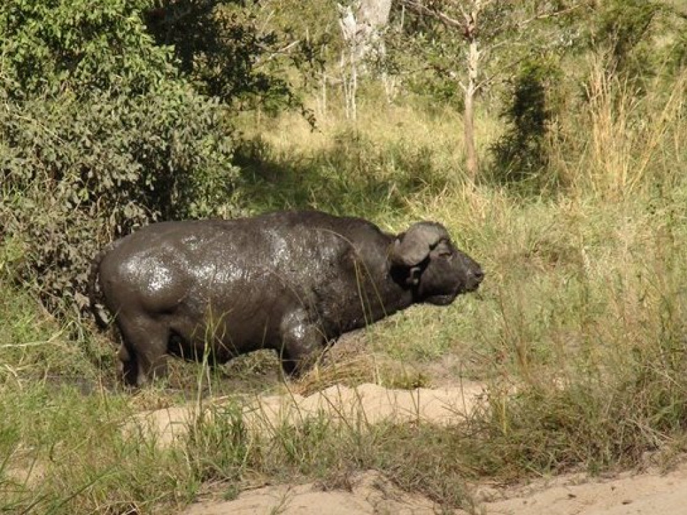 Buffle Kruger