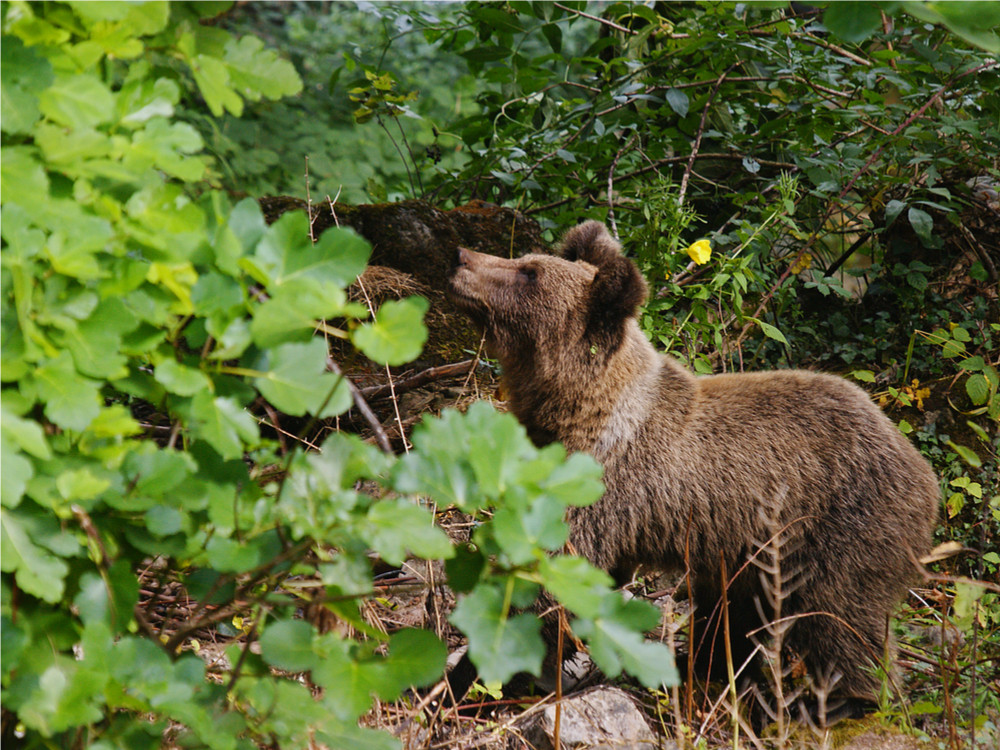 Les ours en Asturies