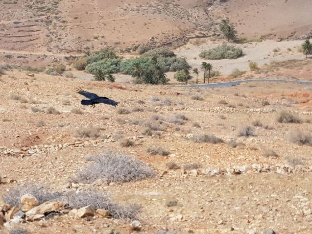 Vacances à Fuerteventura