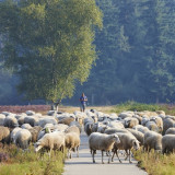 Image pour Veluwe