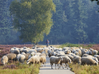 Image pour Veluwe