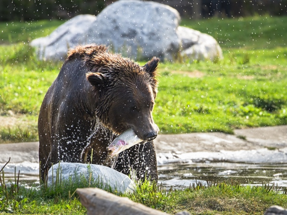 Ours du Yellowstone