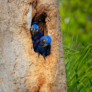 Image pour Pantanal