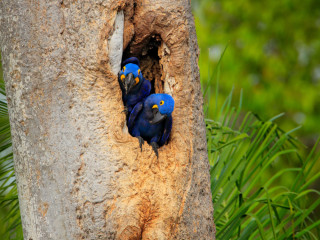 Image pour Pantanal