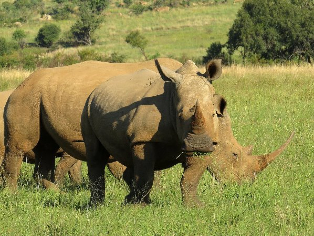 Rhinocéros