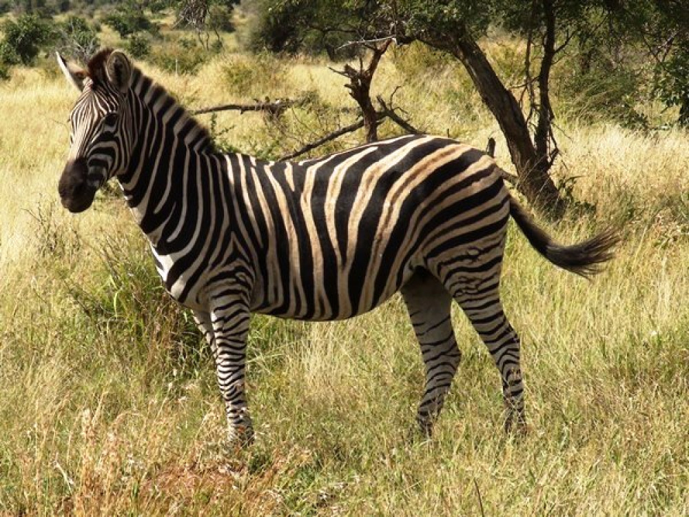 Zebre