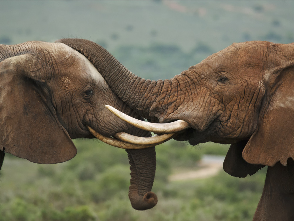 Parc national des éléphants d'Addo, Afrique du Sud