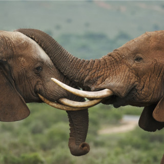 Image pour Parc national des Éléphants d'Addo