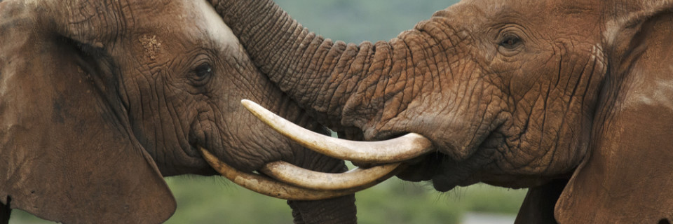 Top foto voor Parcs naturels Afrique