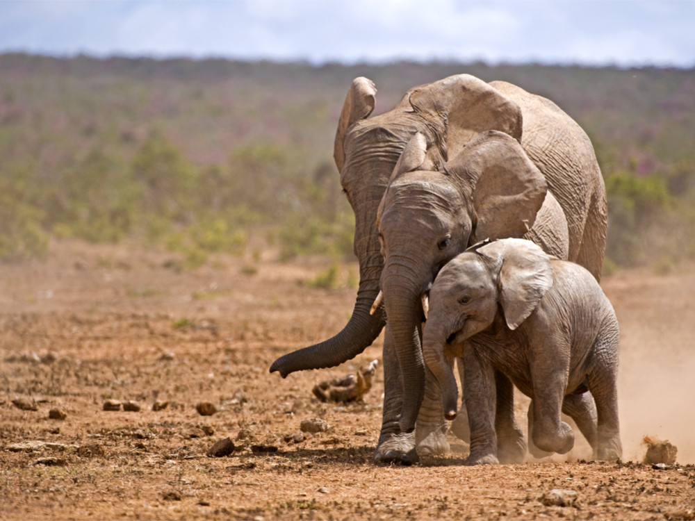 Famille d'éléphant