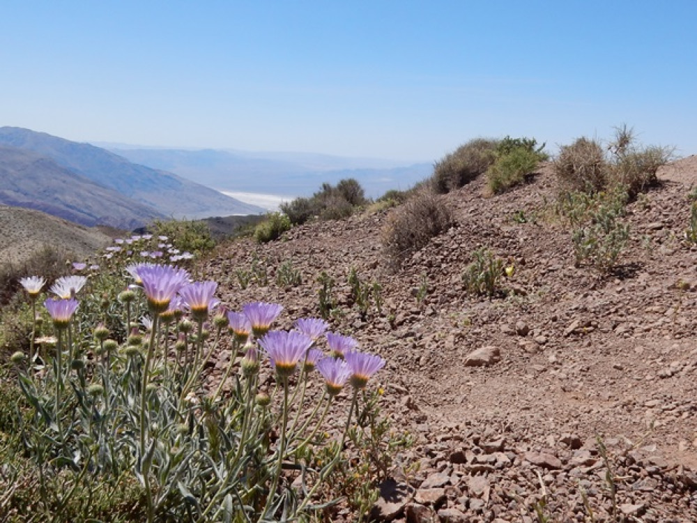 Death Valley (Vallée de la mort)