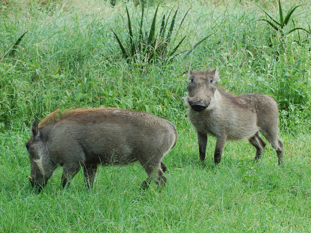 Phacochère commun