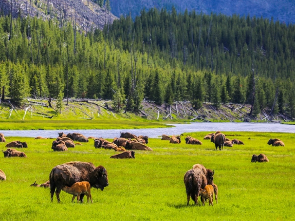 Bisons de Yellowstone