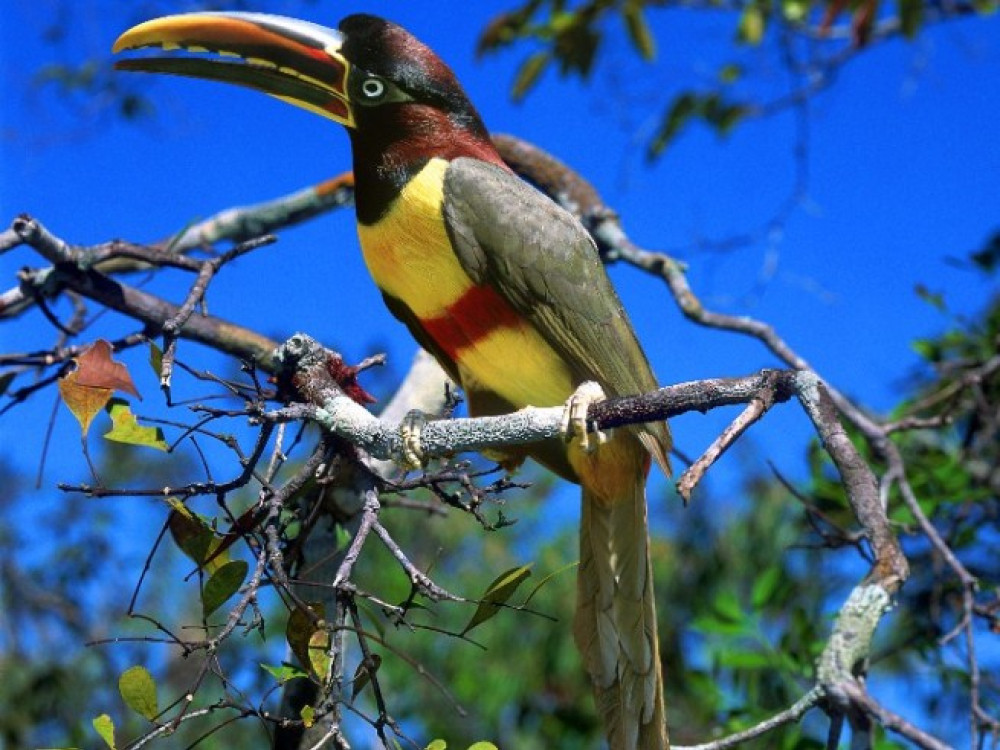 Pantanal nature