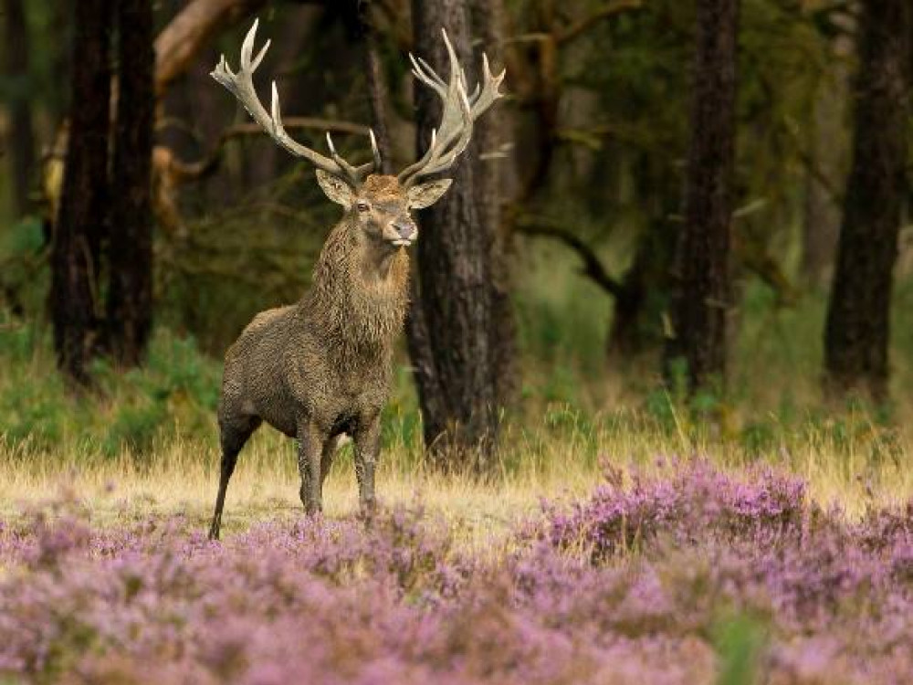 La nature du Hoge Veluwe