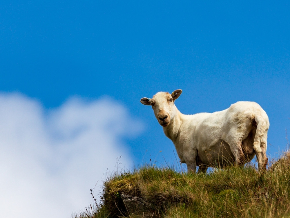 Mouton du Pays de Galles