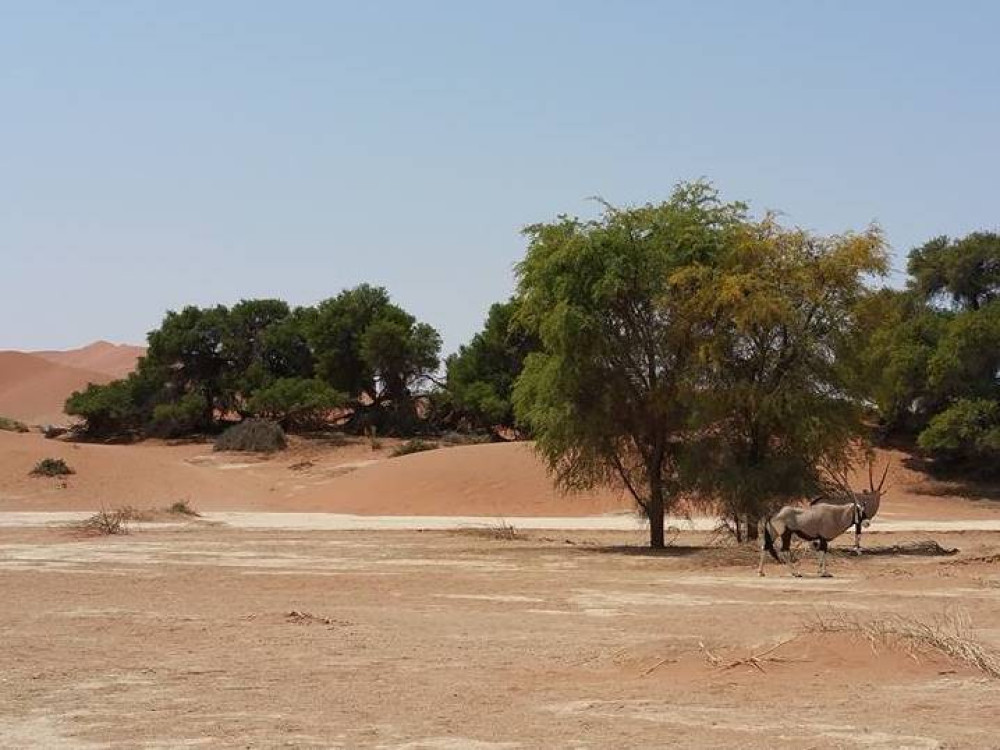 Oryx à Sossusvlei