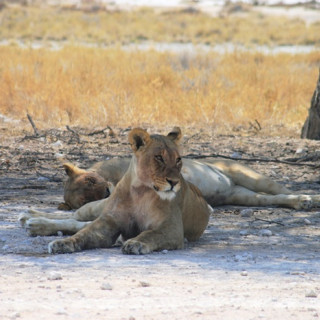 Image pour Parc national Etosha