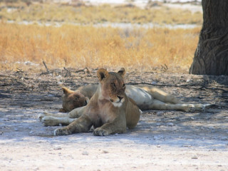 Image pour Parc national Etosha
