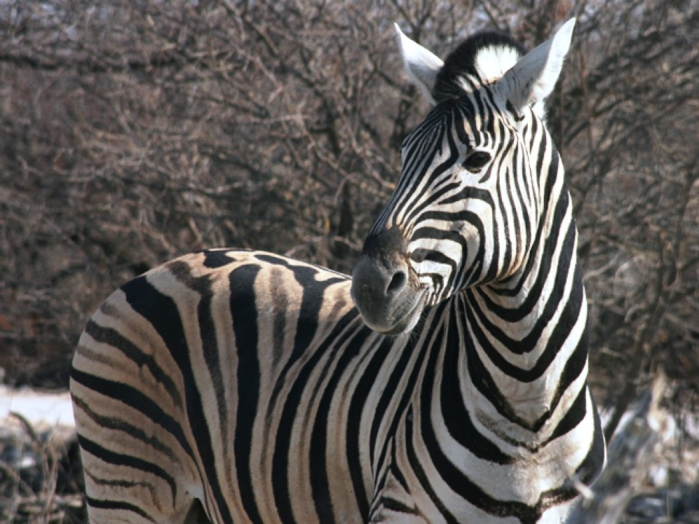 Les zèbres d'Etosha à Namutoni