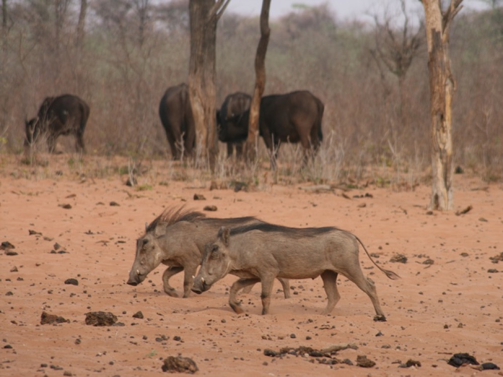 Sangliers des savanes
