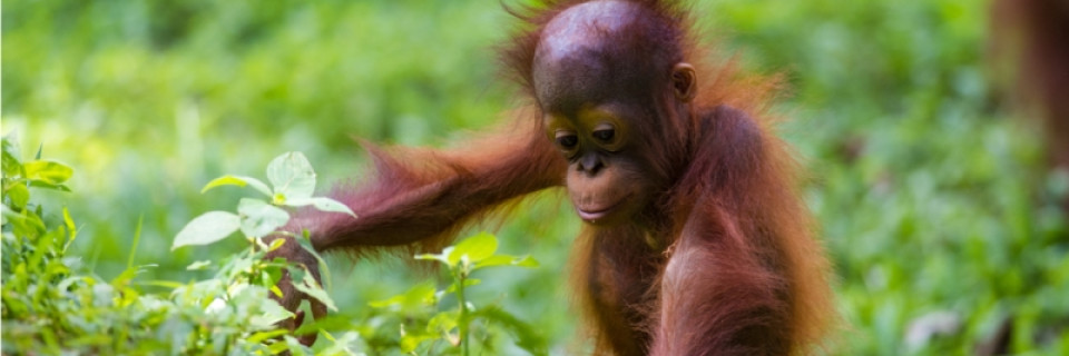 Top foto voor Top 10 de la nature en Asie