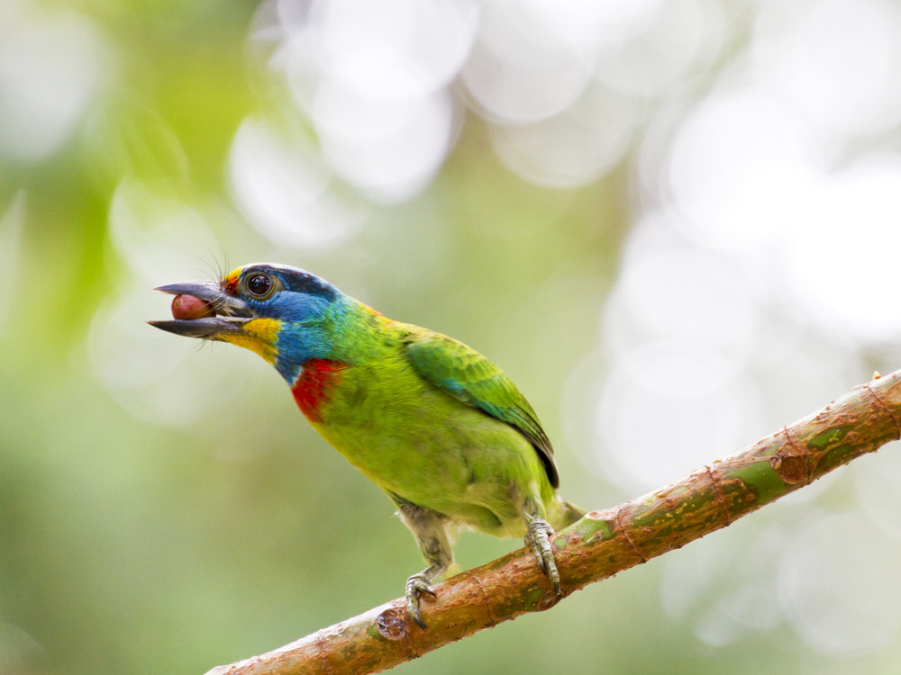 Voyage ornithologique