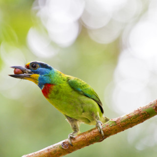 Image pour Voyages oiseaux