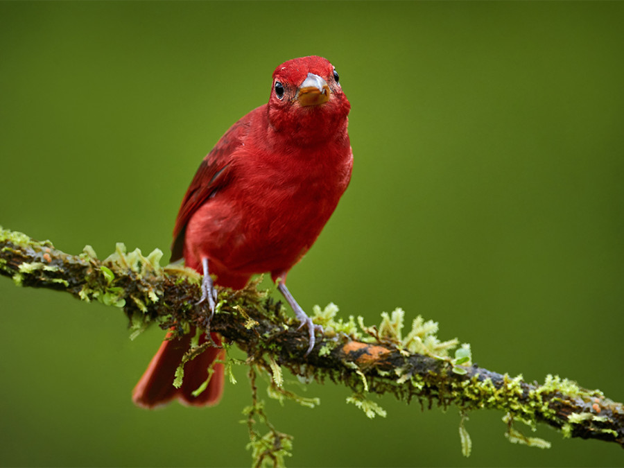 Espèces d'oiseaux du Brésil Espèces d'oiseaux du Brésil