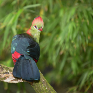 Image pour Les oiseaux en Tanzanie