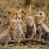 Image pour Parc national du Serengeti