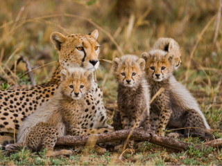 Image pour Parc national du Serengeti
