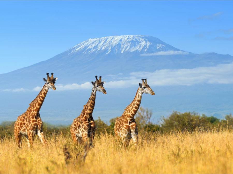 Vue du Kilimanjaro