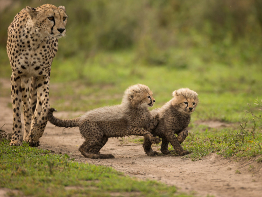 Les animaux du parc national du Serengeti Les animaux du parc national du Serengeti