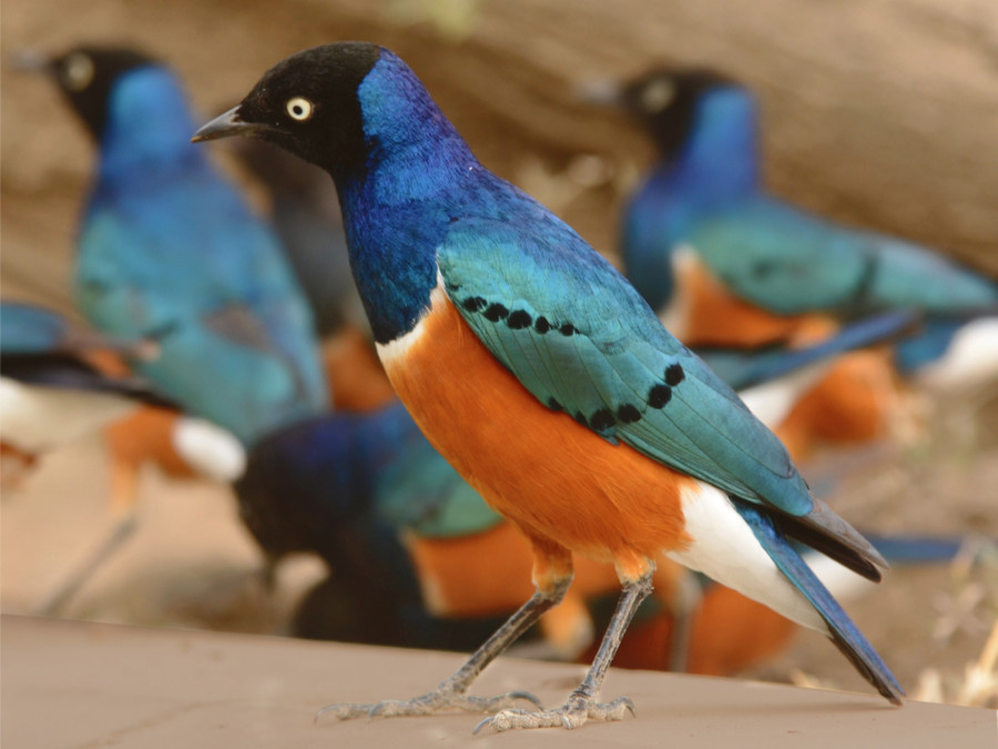 Les oiseaux du Serengeti Les oiseaux du Serengeti
