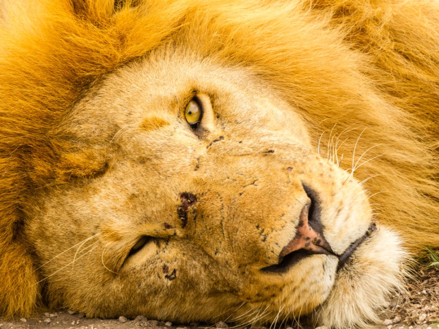 Safari in Tanzanie
