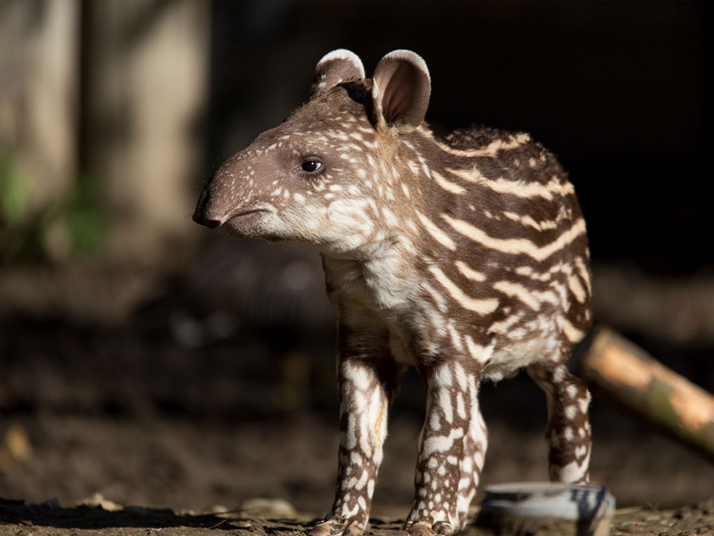 Bébé tapir