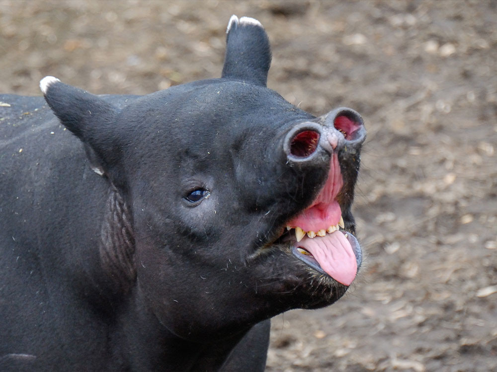 Trompe de tapir