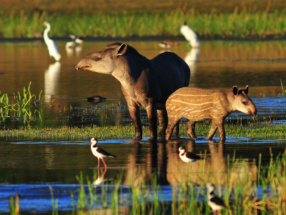 Tapir à l'état sauvage