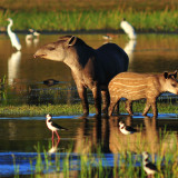 Image pour Tapirs