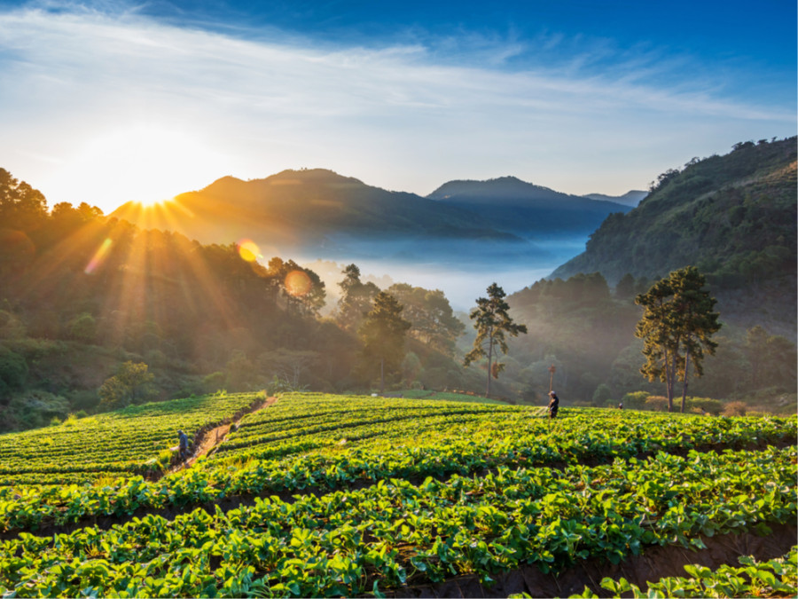 Nature Thaïlandaise
